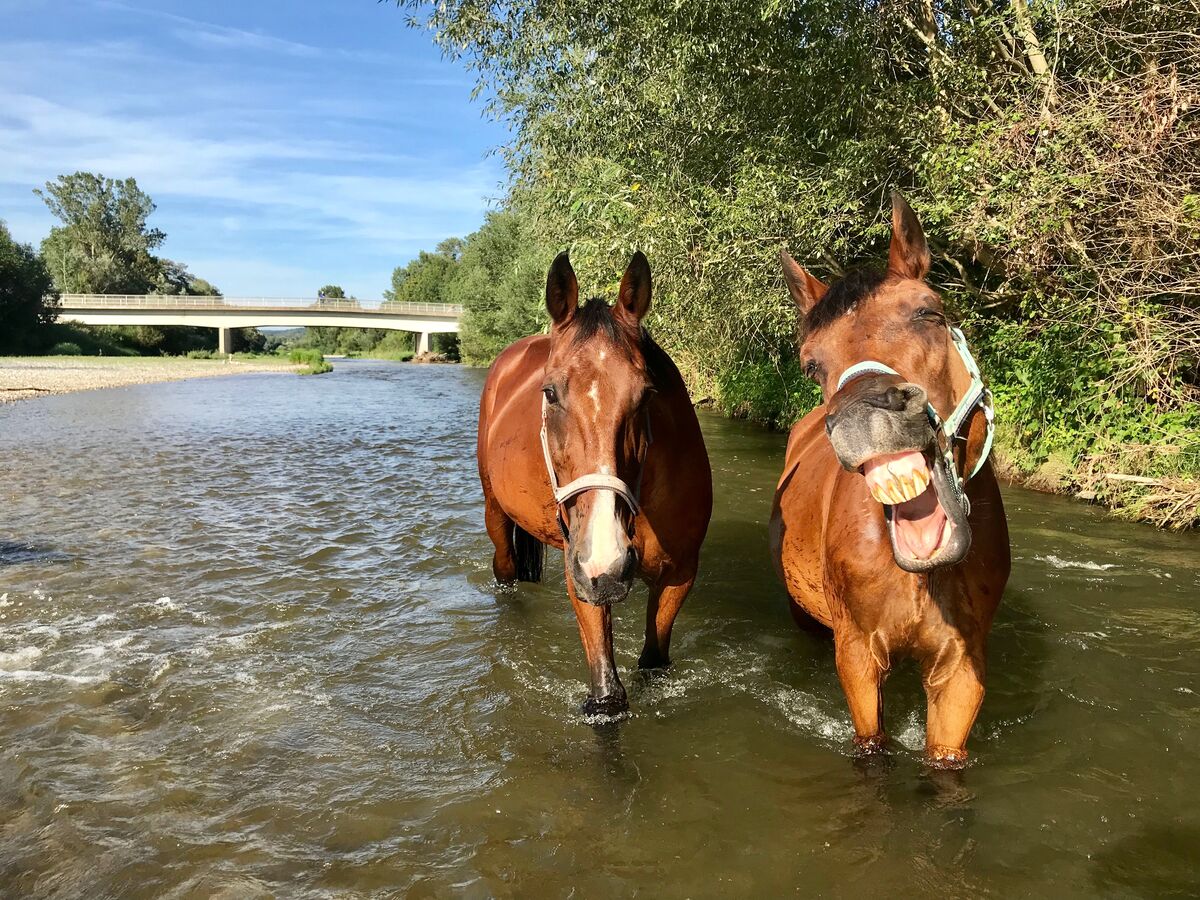 Zwei Pferde beim Badespaß im Fluss