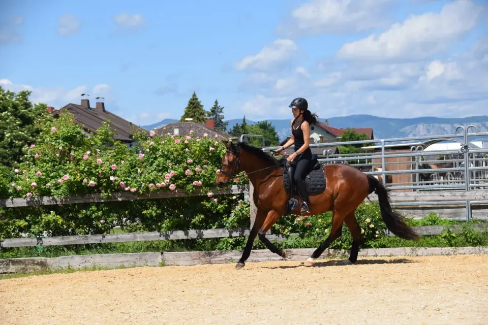 Pferdetraining im Galopp auf der Weide bei Sonnenschein
