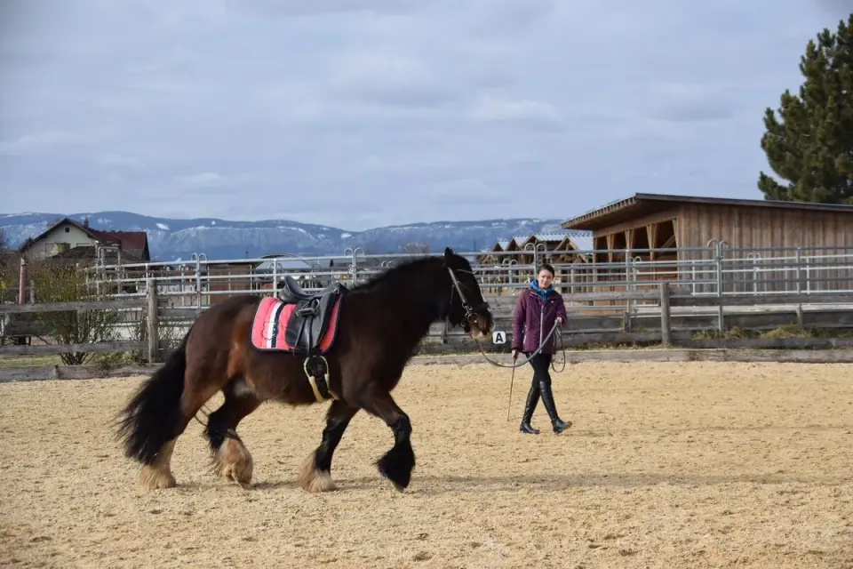 Longenarbeit mit Kaltblut vor Bergkulisse in Österreich