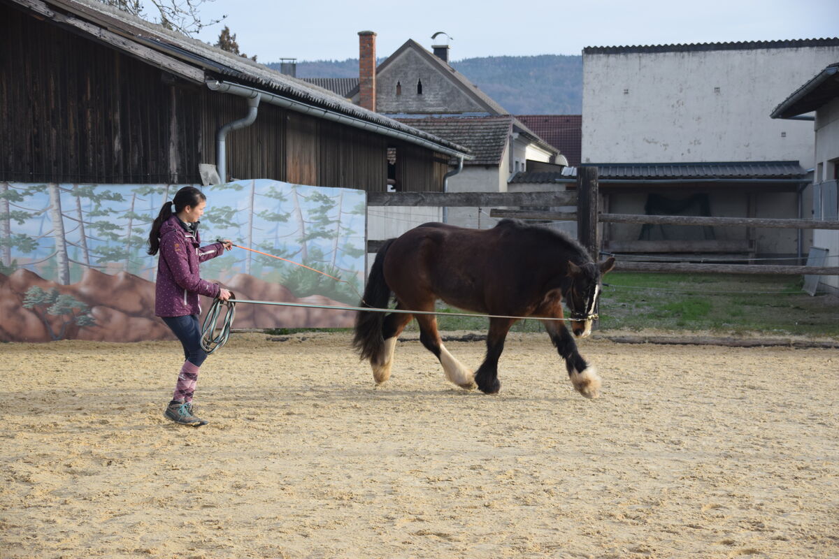 Longierarbeit mit Pferd