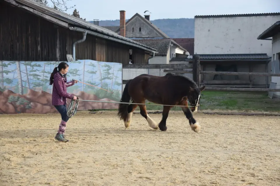 Longierarbeit mit Pferd im Roundpen