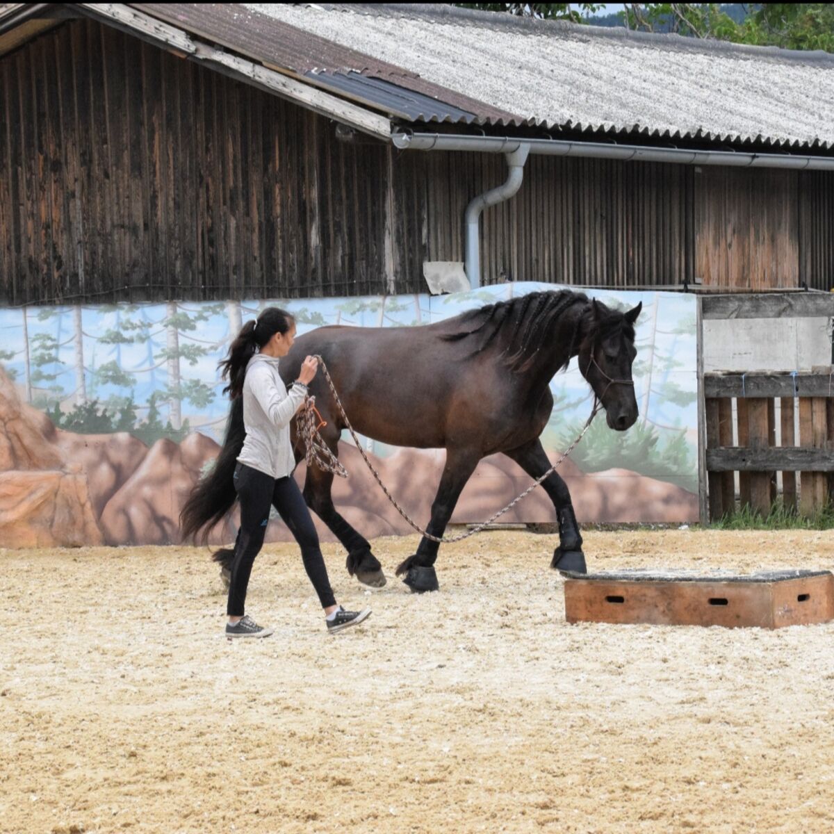 Bodenarbeit und Führtraining
