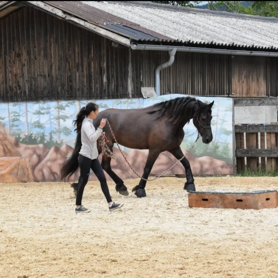 Bodenarbeit und Führtraining mit Pferd in Niederösterreich