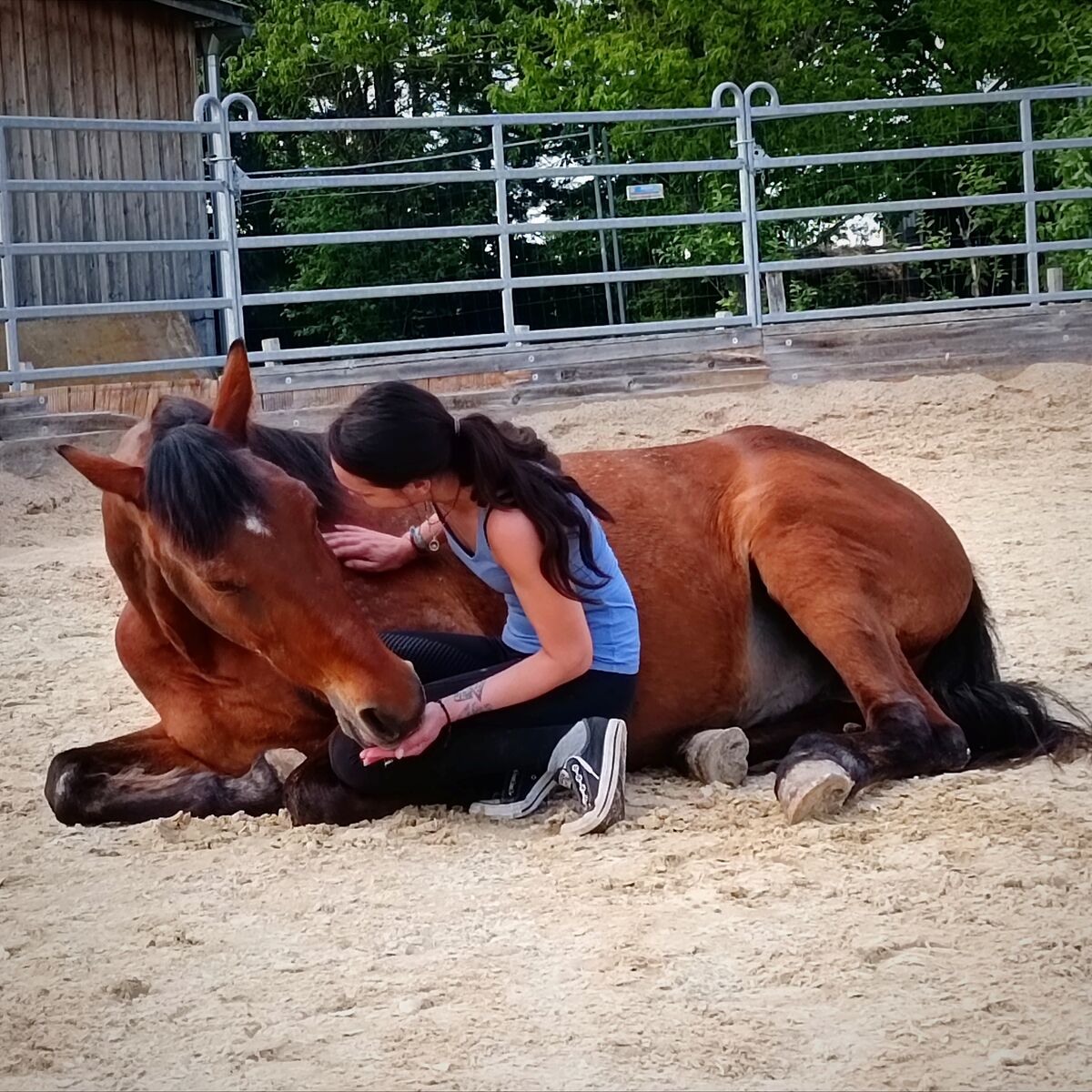 Vertrauensvolle Beziehung zwischen Mensch und Pferd