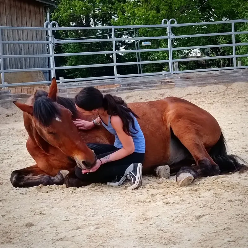 Vertrauensvolle Beziehung zwischen Mensch und Pferd